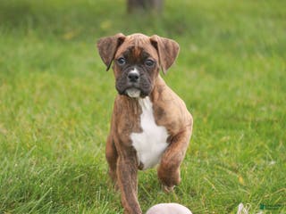 Boxer dogs Tucker - Ad 26