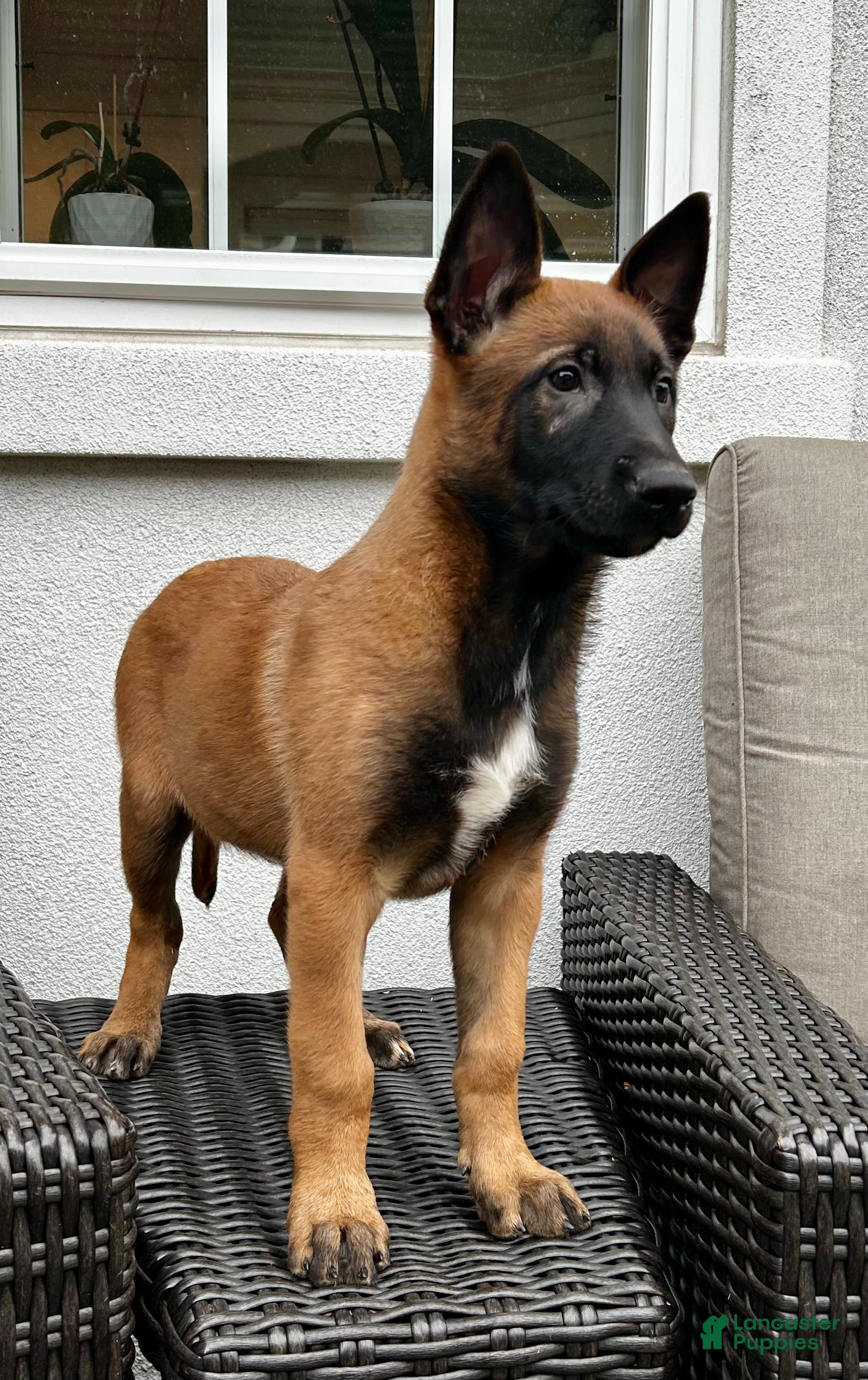Belgian Malinois dogs Belgian Malinois Puppy Lucy - Ad 2