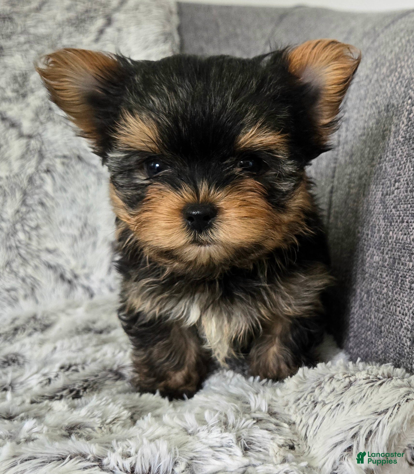 Yorkshire Terrier dogs Prince - Ad 1