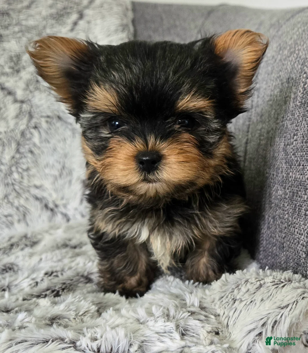Yorkshire Terrier dogs for sale: Prince - Ad 1