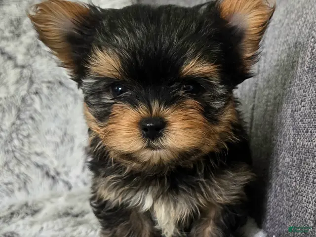 Yorkshire Terrier dogs Prince - Ad 1