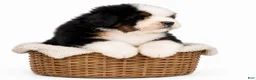 Mini Bernedoodle dogs for sale: Mini Bernedoodle male- Topper ( black Tri color) - Ad 3