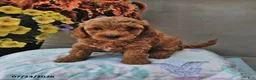 Cavapoo dogs for sale: Dallas - Ad 2
