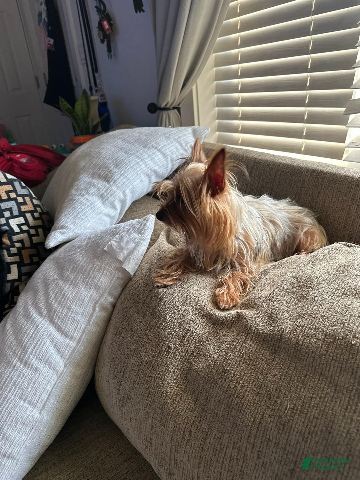 Yorkshire Terrier dogs Mario - Ad 2