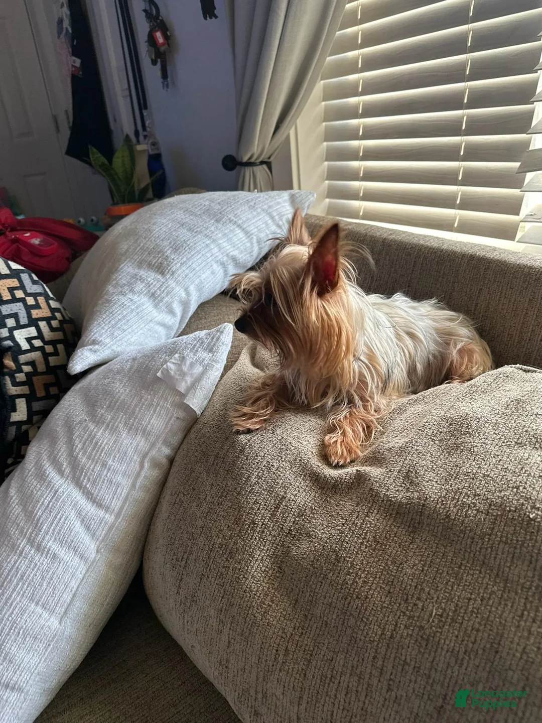 Yorkshire Terrier dogs for sale: Mario - Ad 2