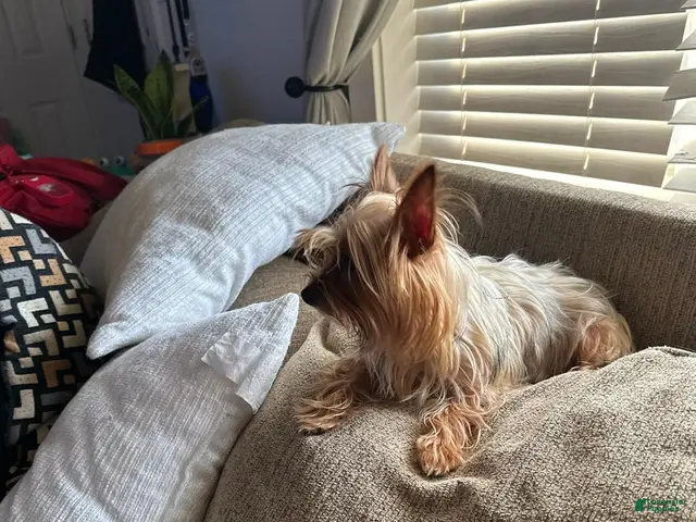 Yorkshire Terrier dogs for sale: Luigi - Ad 2
