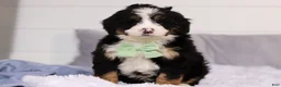 Mini Bernedoodle dogs for sale: Teddy  - Ad 5