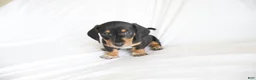 Dachshund dogs for sale: Hunter - Ad 3
