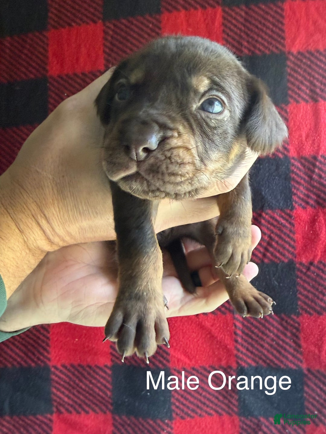 Catahoula Leopard Dog dogs for sale: Catahoula Leopard Dog Puppy 4 - Ad 1