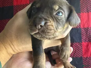 Catahoula Leopard Dog dogs Catahoula Leopard Dog Puppy 4 - Ad 3