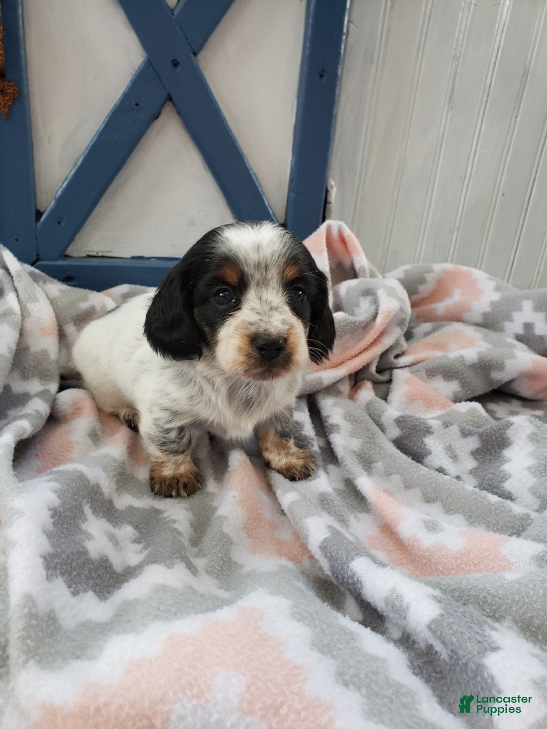 Miniature Dachshund dogs for sale: Gem  - Ad 1