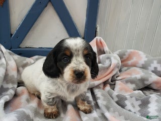 Miniature Dachshund dogs Gem - Ad 30