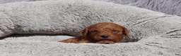 Mini Goldendoodle dogs for sale: Miley 🌷GenClearParents - Ad 3