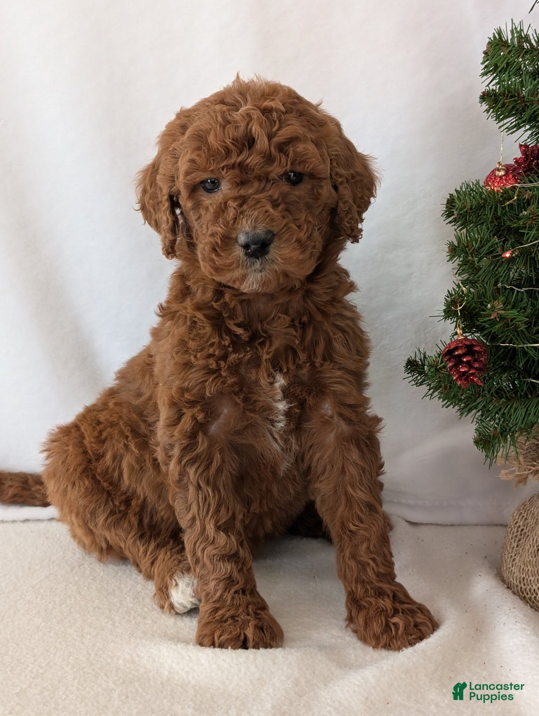 Goldendoodle dogs for sale: Miss Abby  - Ad 2