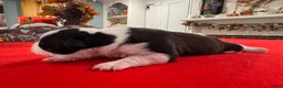 Mixed Breed dogs for sale: Declan  - Ad 6