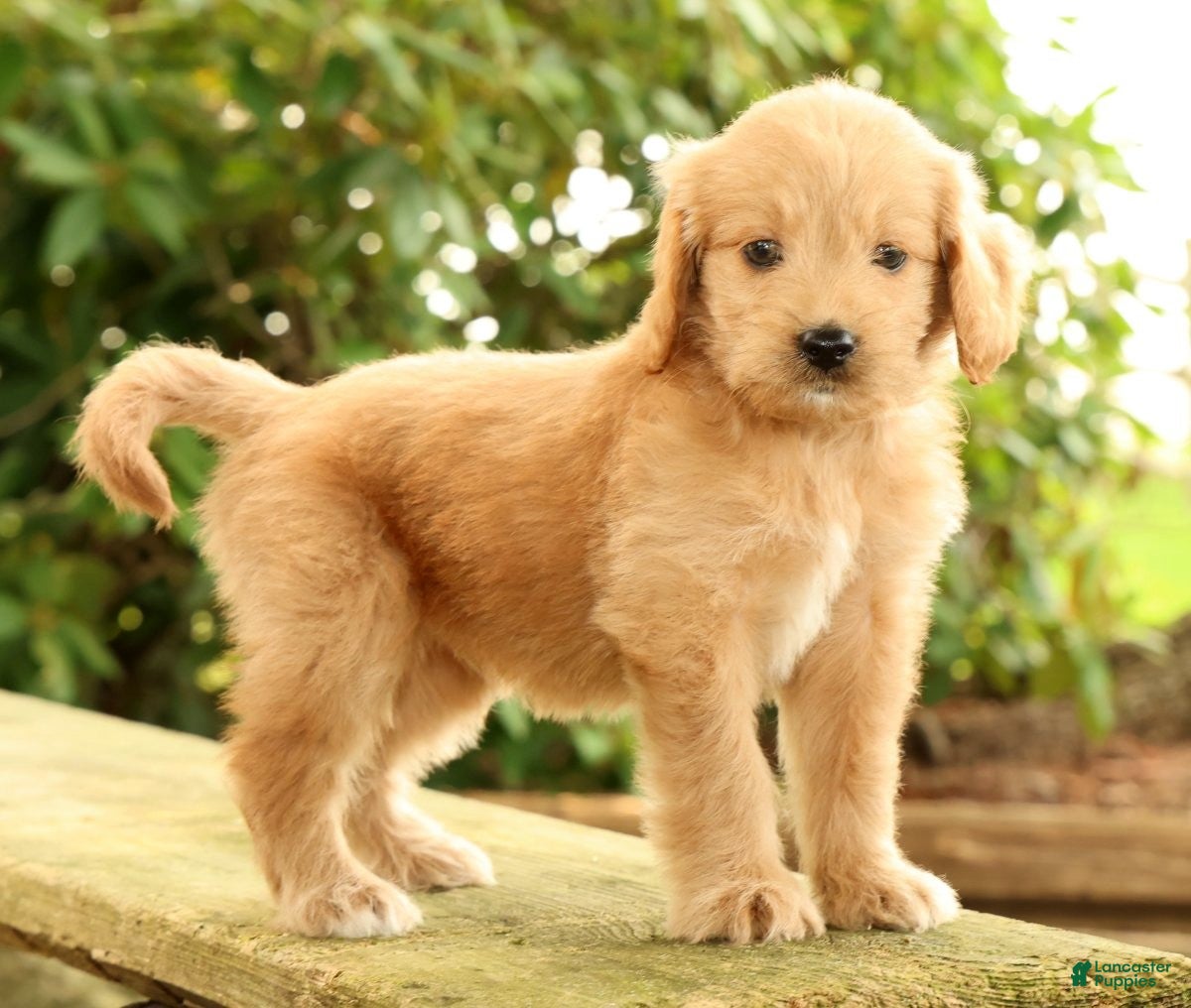 Mini Goldendoodle dogs Michelle - Ad 1