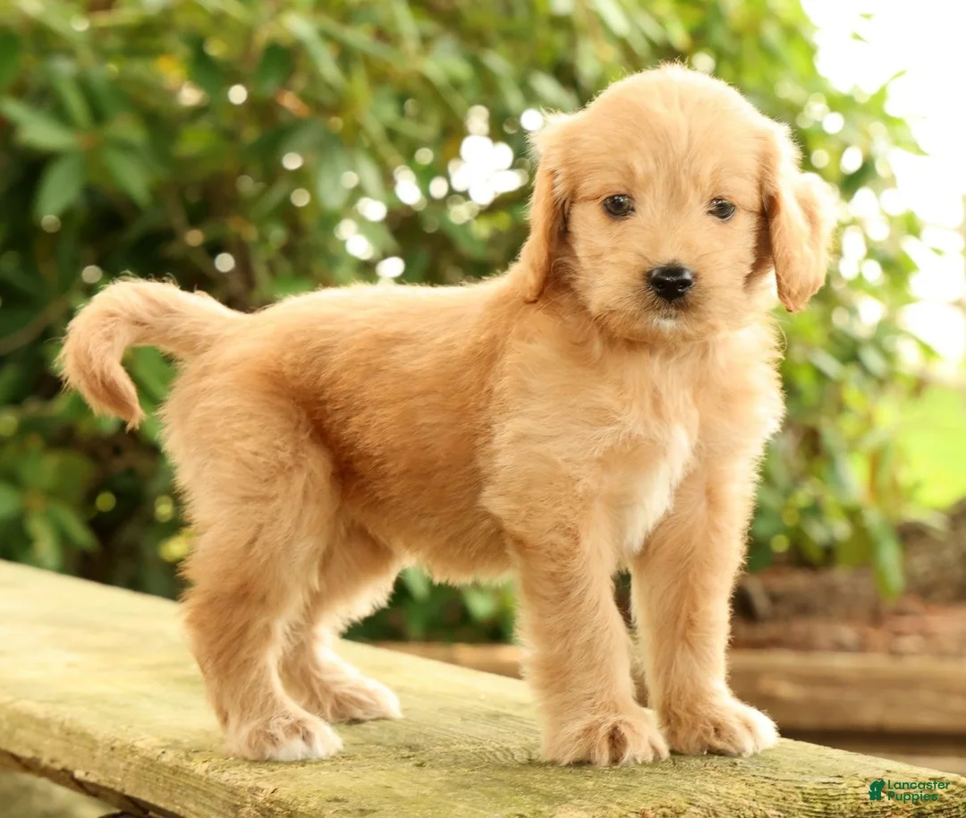 Mini Goldendoodle dogs for sale: Michelle - Ad 1
