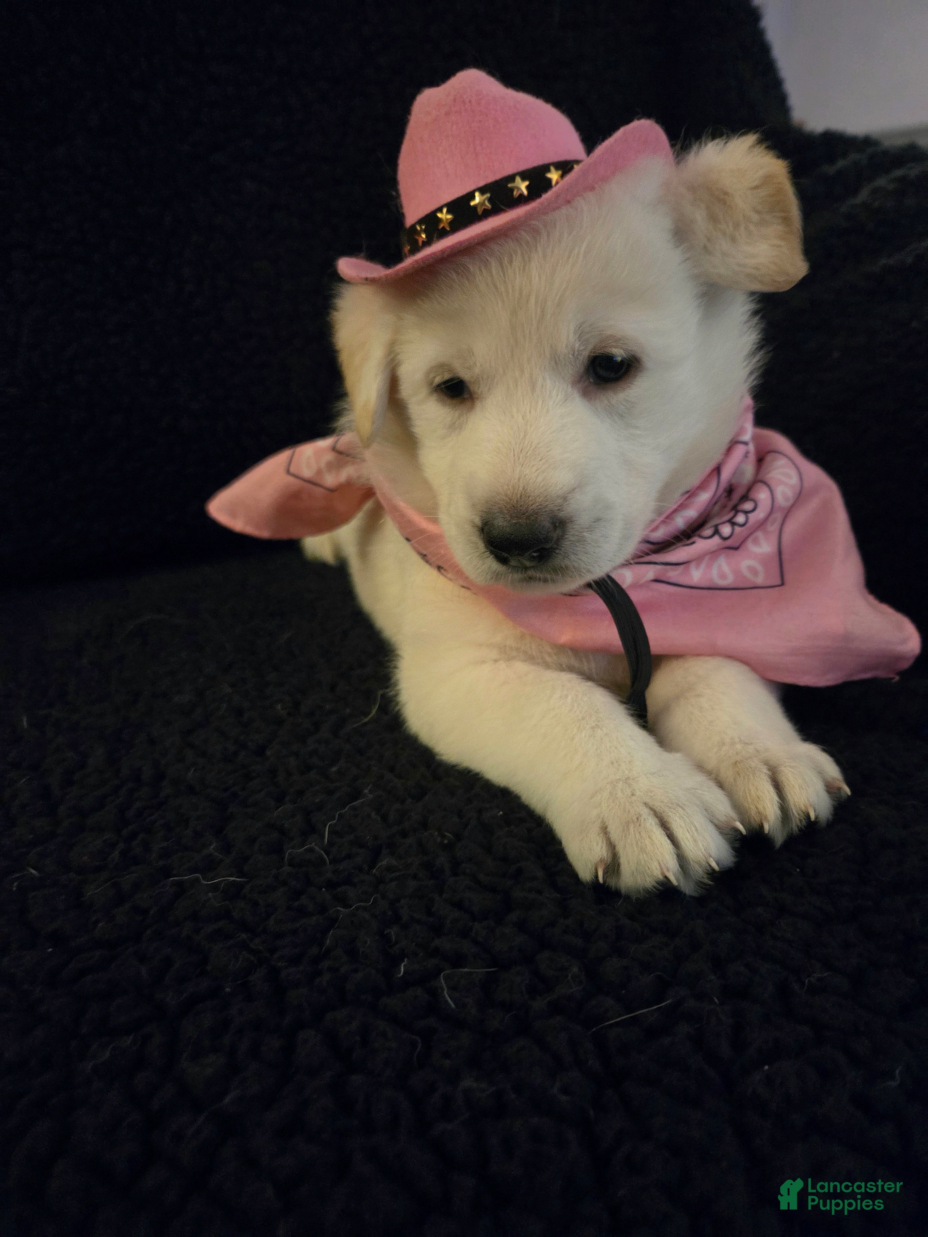 German Shepherd dogs Candy - Ad 2