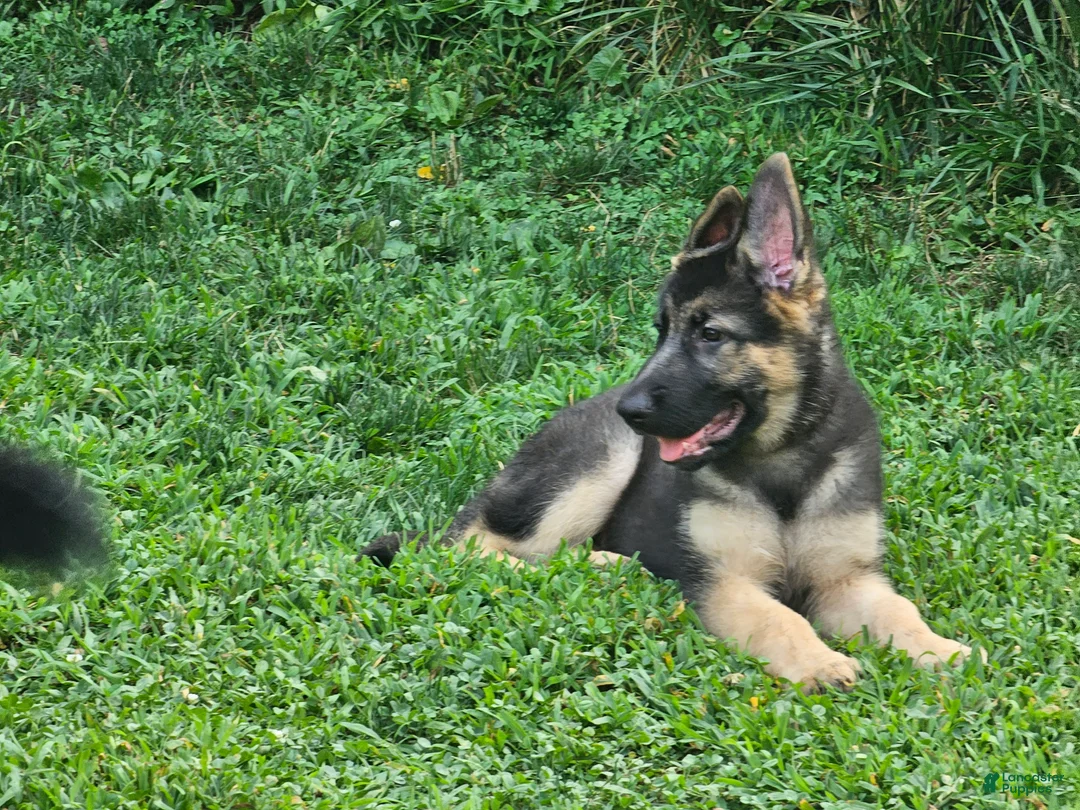 German Shepherd dogs for sale: German Shepherd 6 - Ad 1