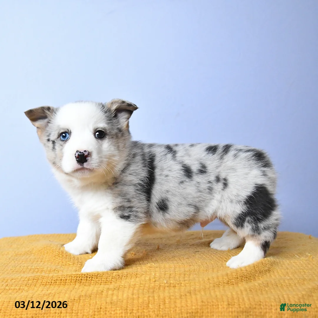 Welsh Corgi Pembroke dogs for sale: Artic - Ad 5