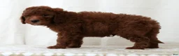 Mini Goldendoodle dogs for sale: Jasper - Ad 5