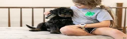 Bernedoodle dogs for sale: Olympic - Ready Now! - Ad 32