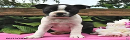 Boston Terrier dogs for sale: Jill - Ad 2