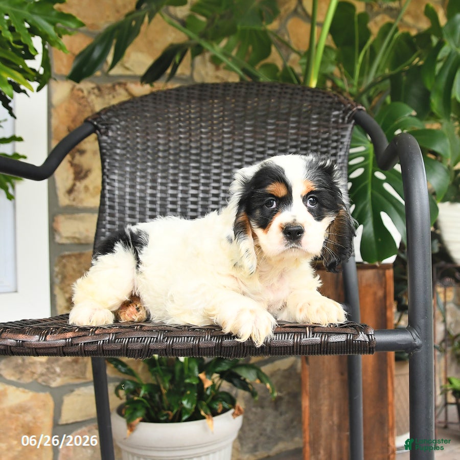 English Cocker Spaniel dogs Coconut - Ad 2