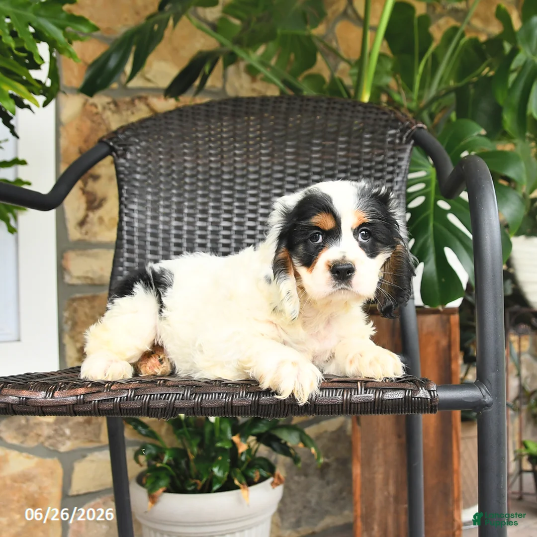 English Cocker Spaniel dogs for sale: Coconut - Ad 2