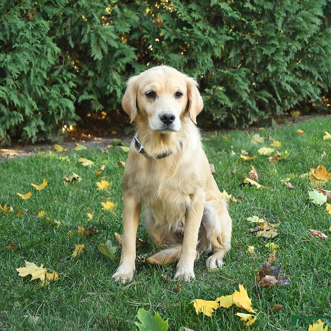 Golden Retriever dogs for sale: Paisley - Ad 7