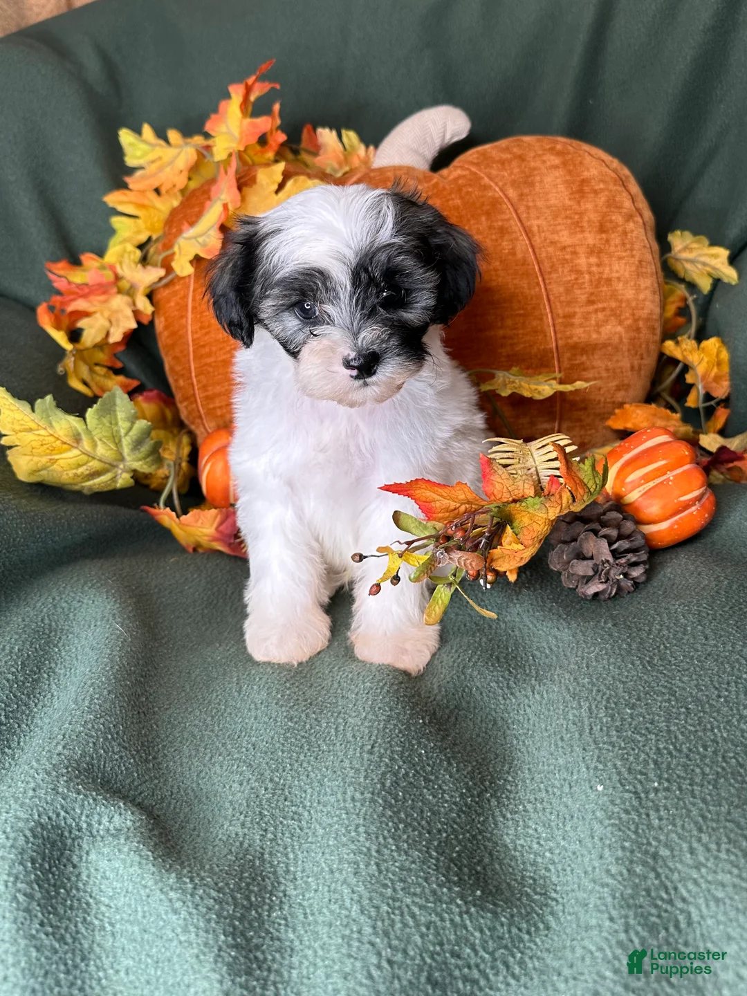 Shihpoo dogs for sale: Lemon - Ad 2