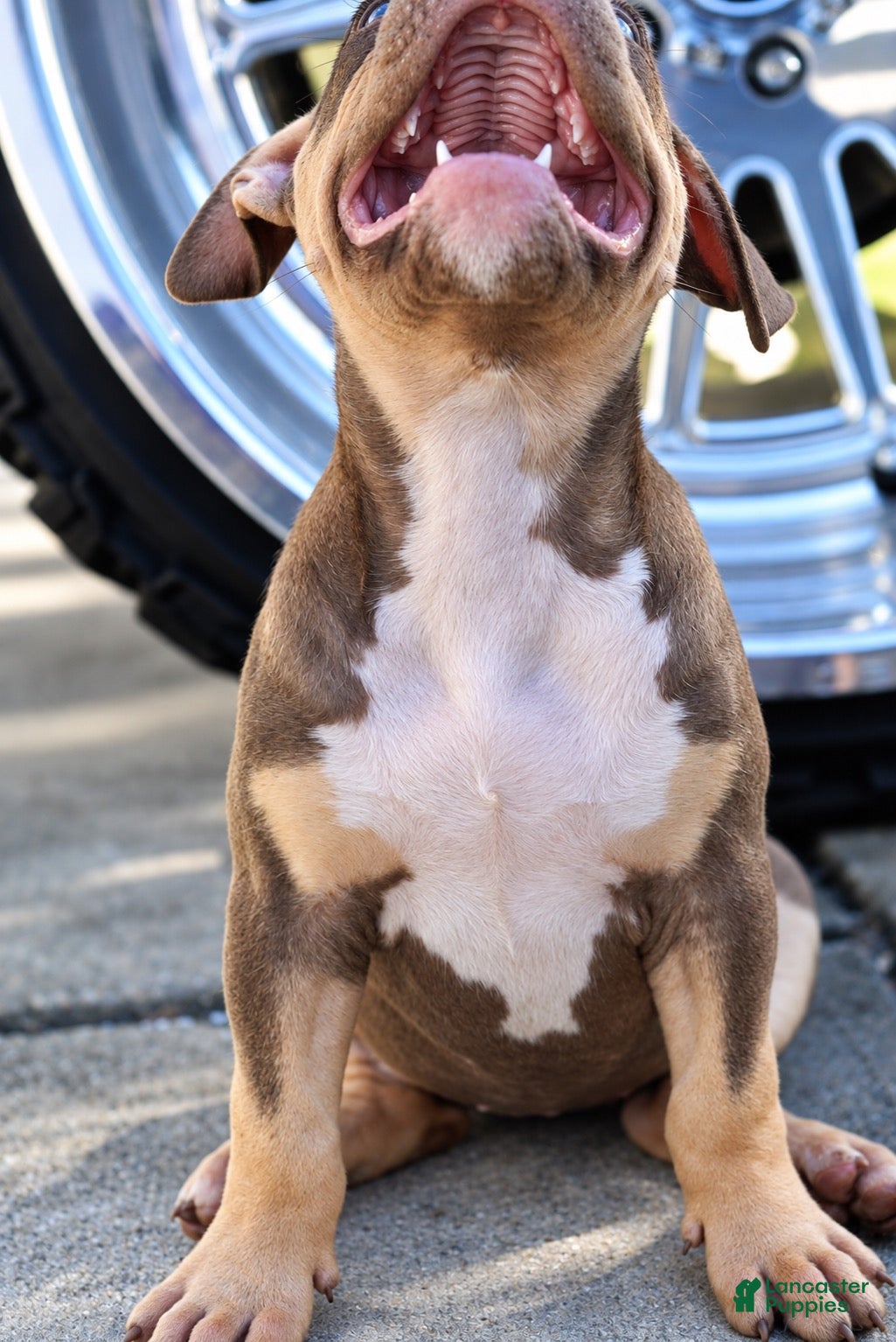 American Bully dogs American Bully 10 - Ad 1
