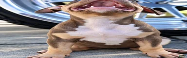 American Bully 10