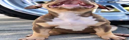 American Bully dogs for sale: American Bully 10 - Ad 1
