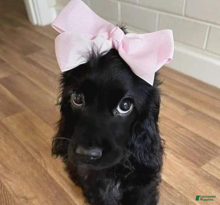 English Cocker Spaniel dogs Ophelia - Ad 10