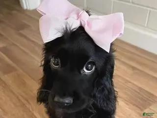 English Cocker Spaniel dogs Ophelia - Ad 10