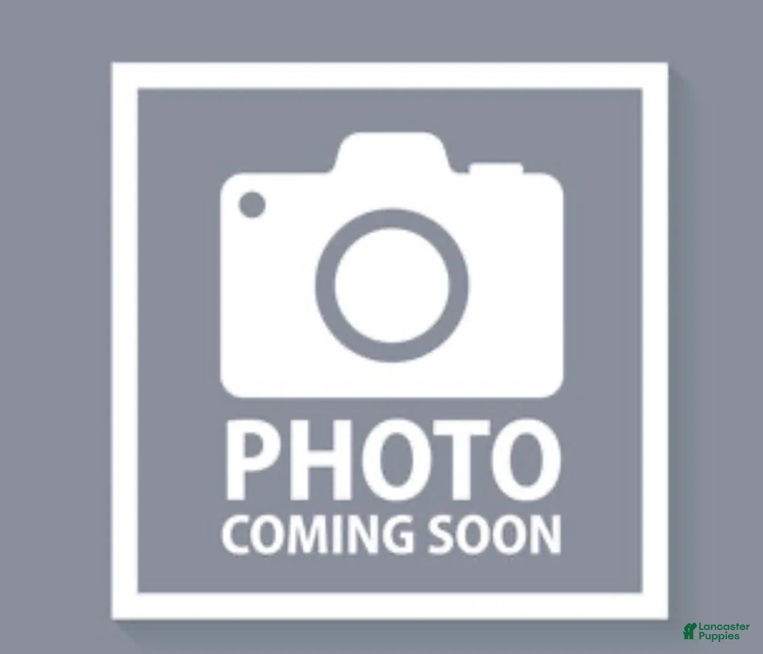 Rottweiler dogs for sale: Cash - Ad 1
