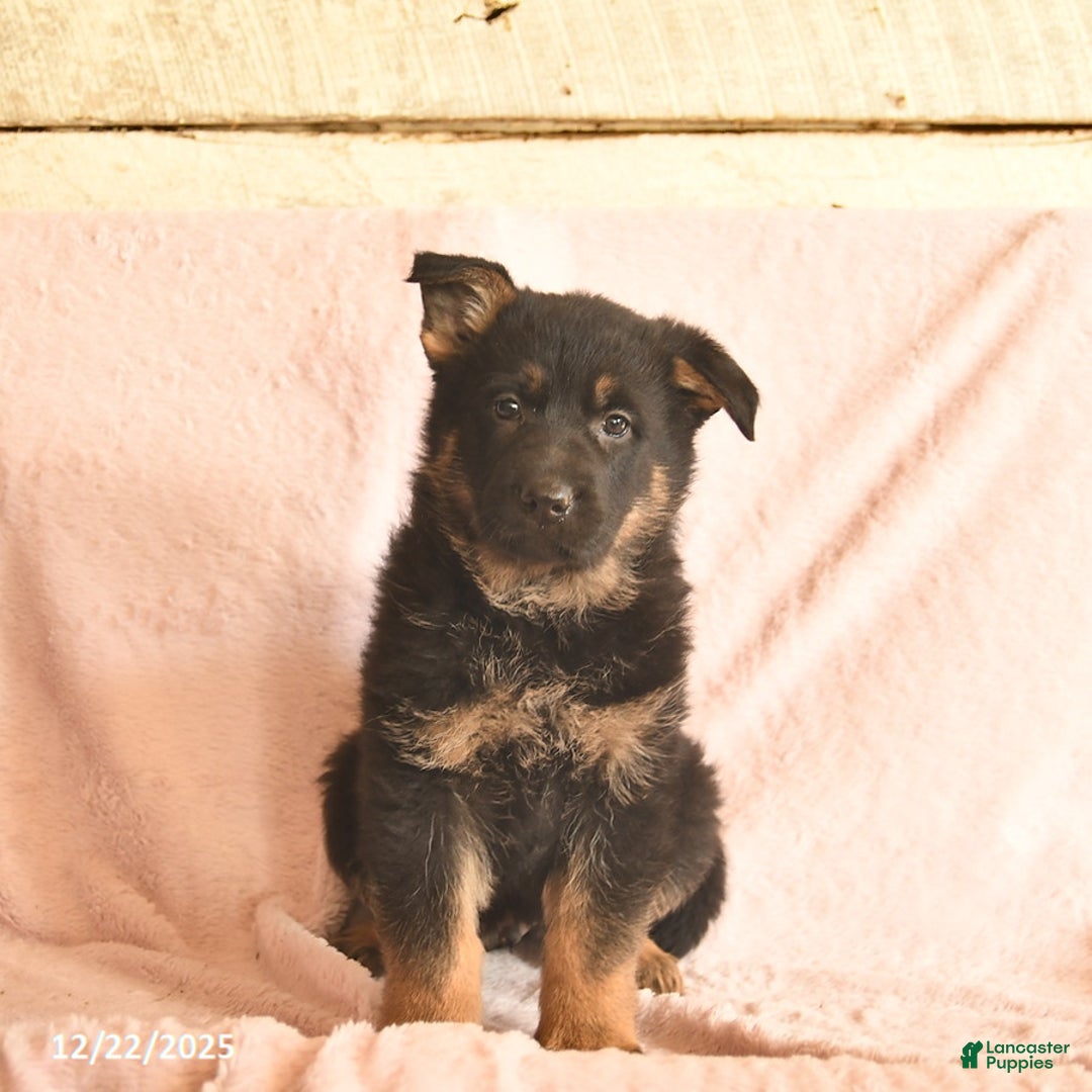 German Shepherd dogs for sale: Boots  - Ad 4