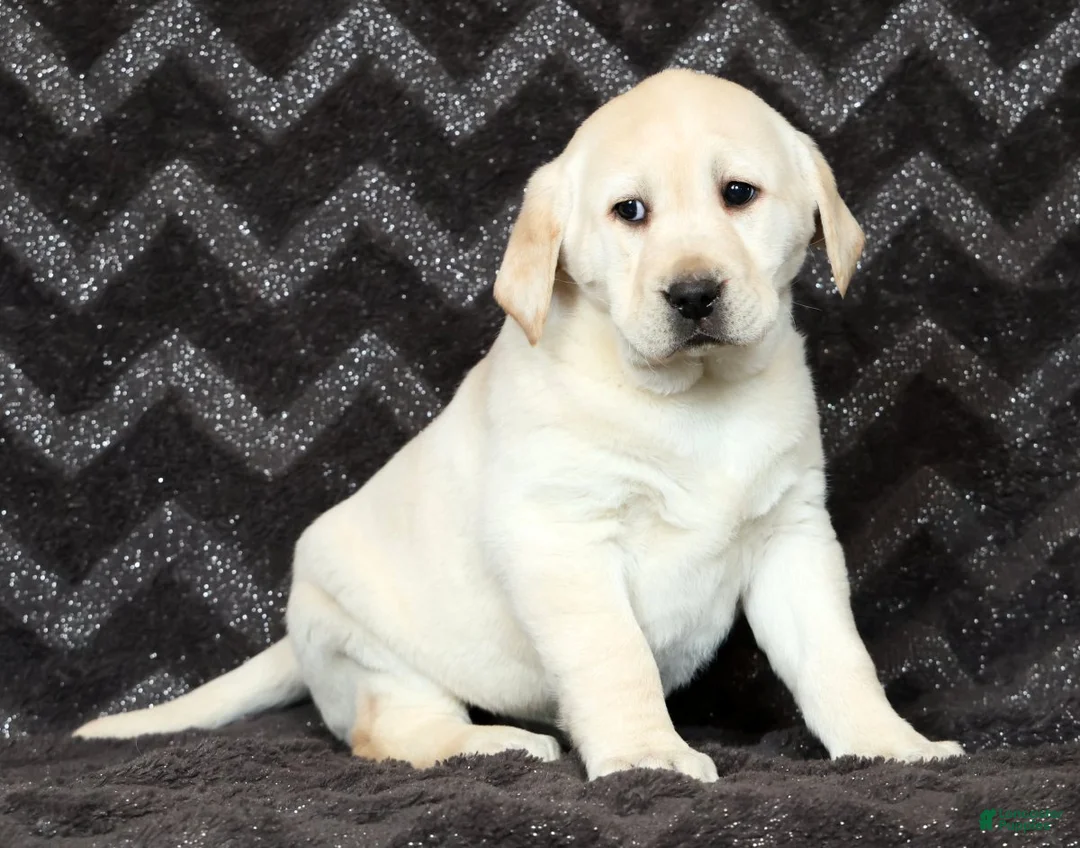 Labrador Retriever dogs for sale: Stella - Ad 2