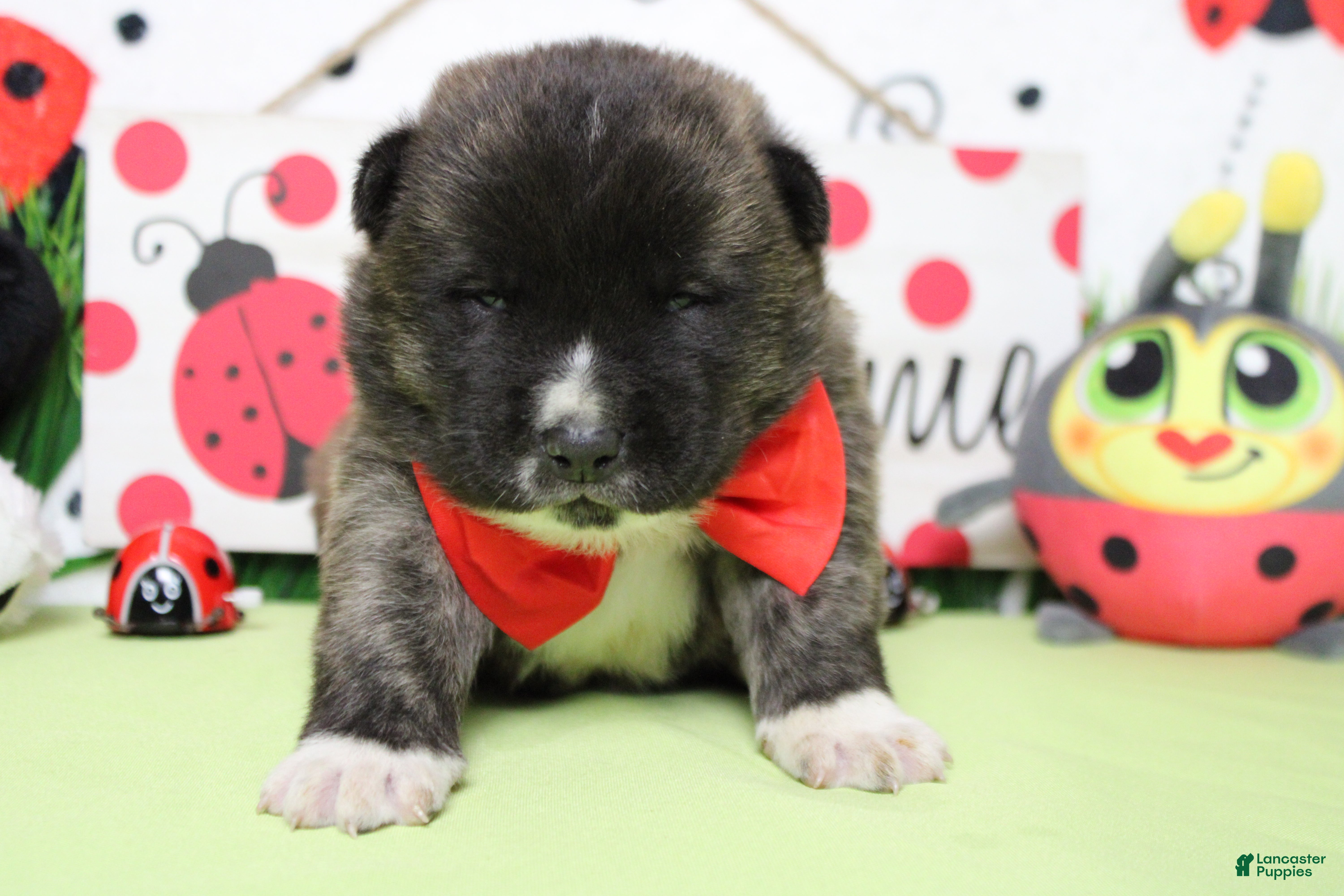 Akita dogs Macintosh - Ad 5