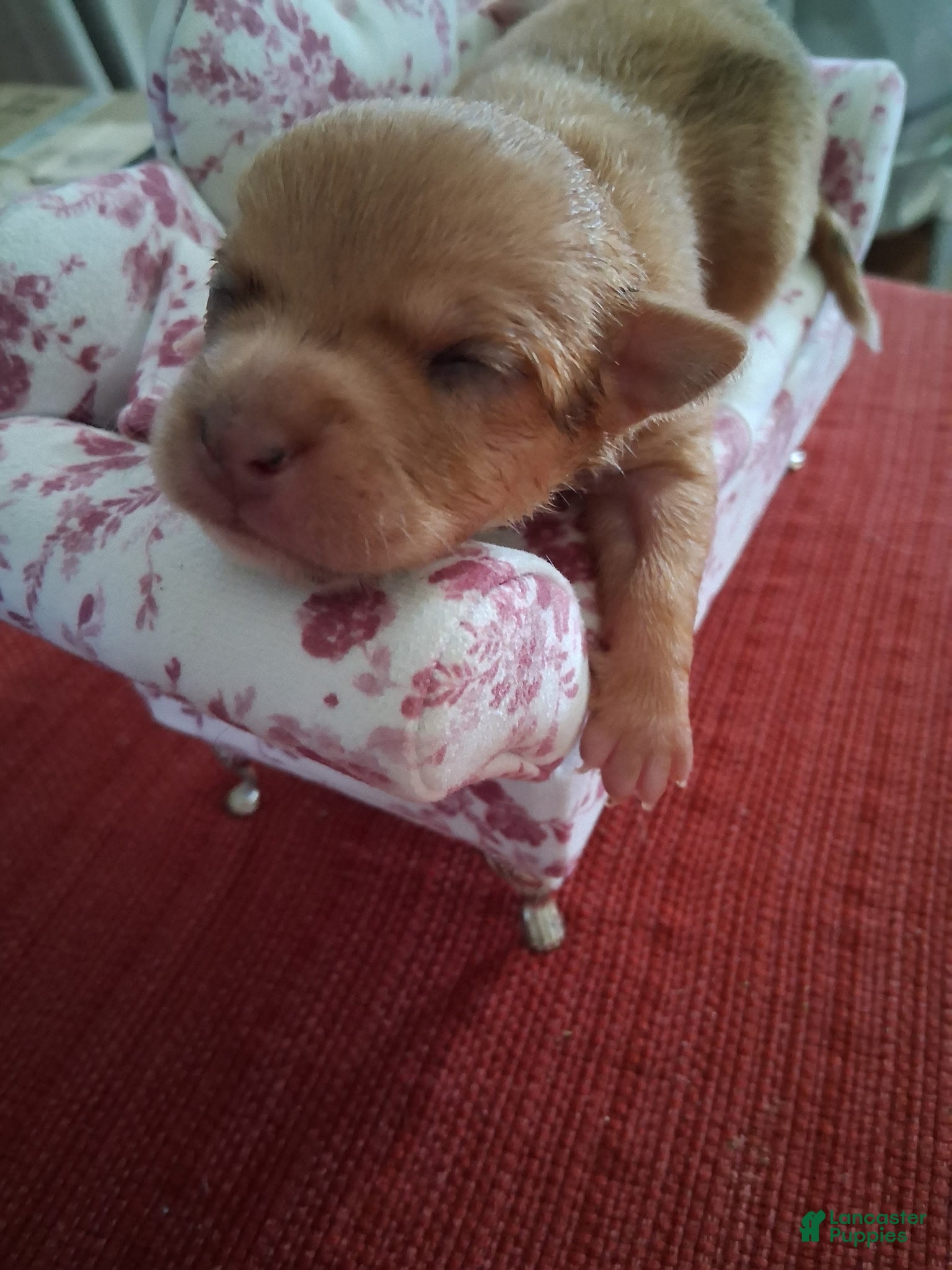 Chihuahua dogs Makenna - Ad 11