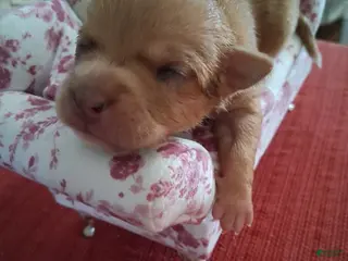 Chihuahua dogs Makenna - Ad 23