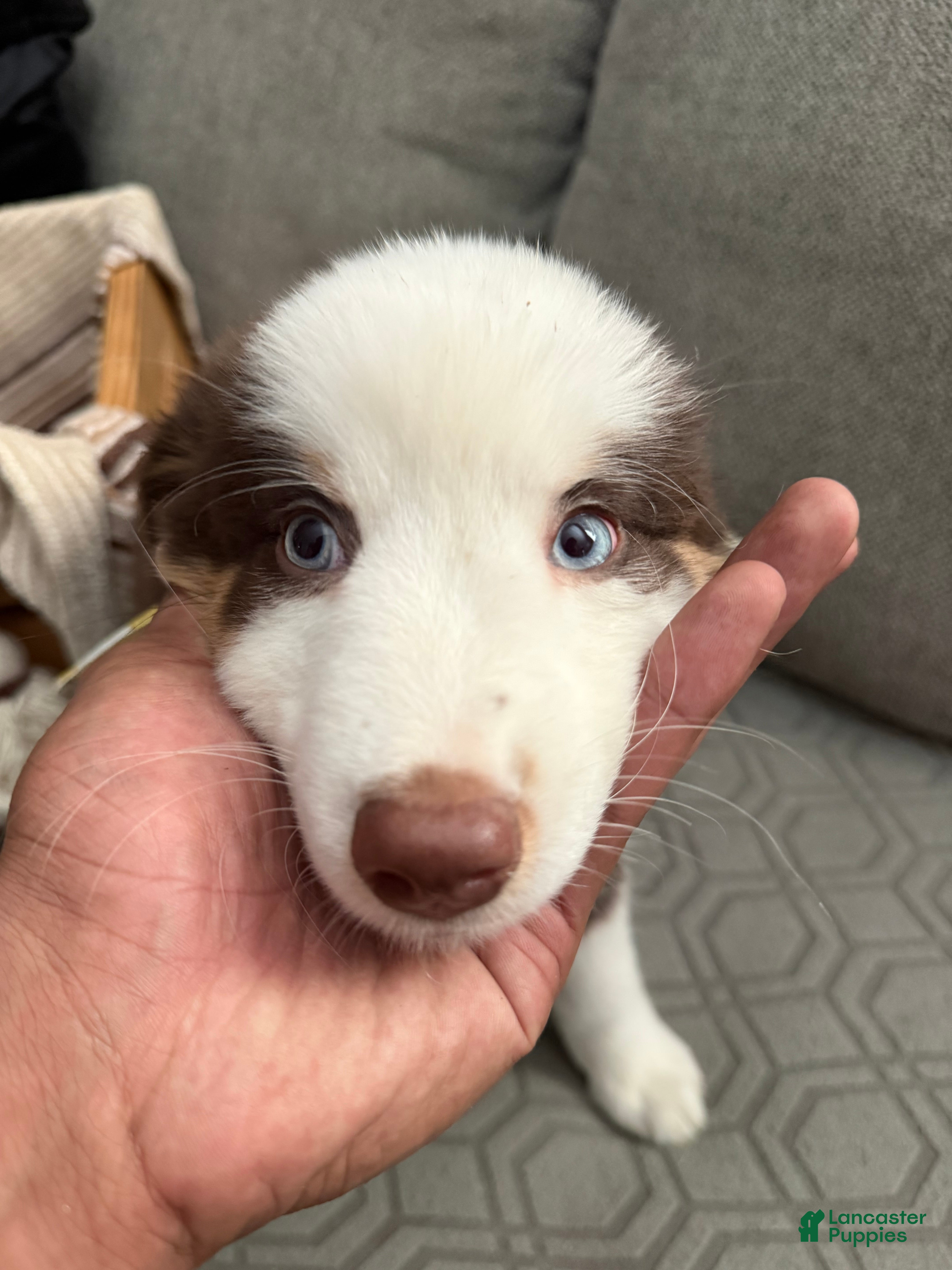 Australian Shepherd dogs Roxy  - Ad 2
