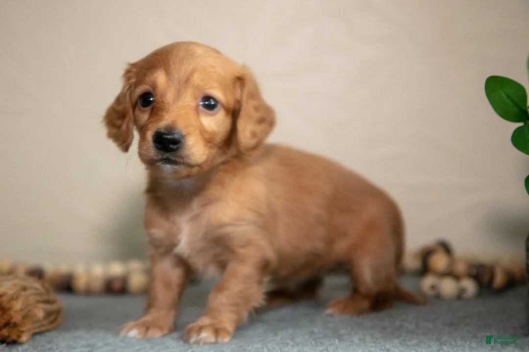 Miniature Dachshund dogs for sale: Princess - Ad 2