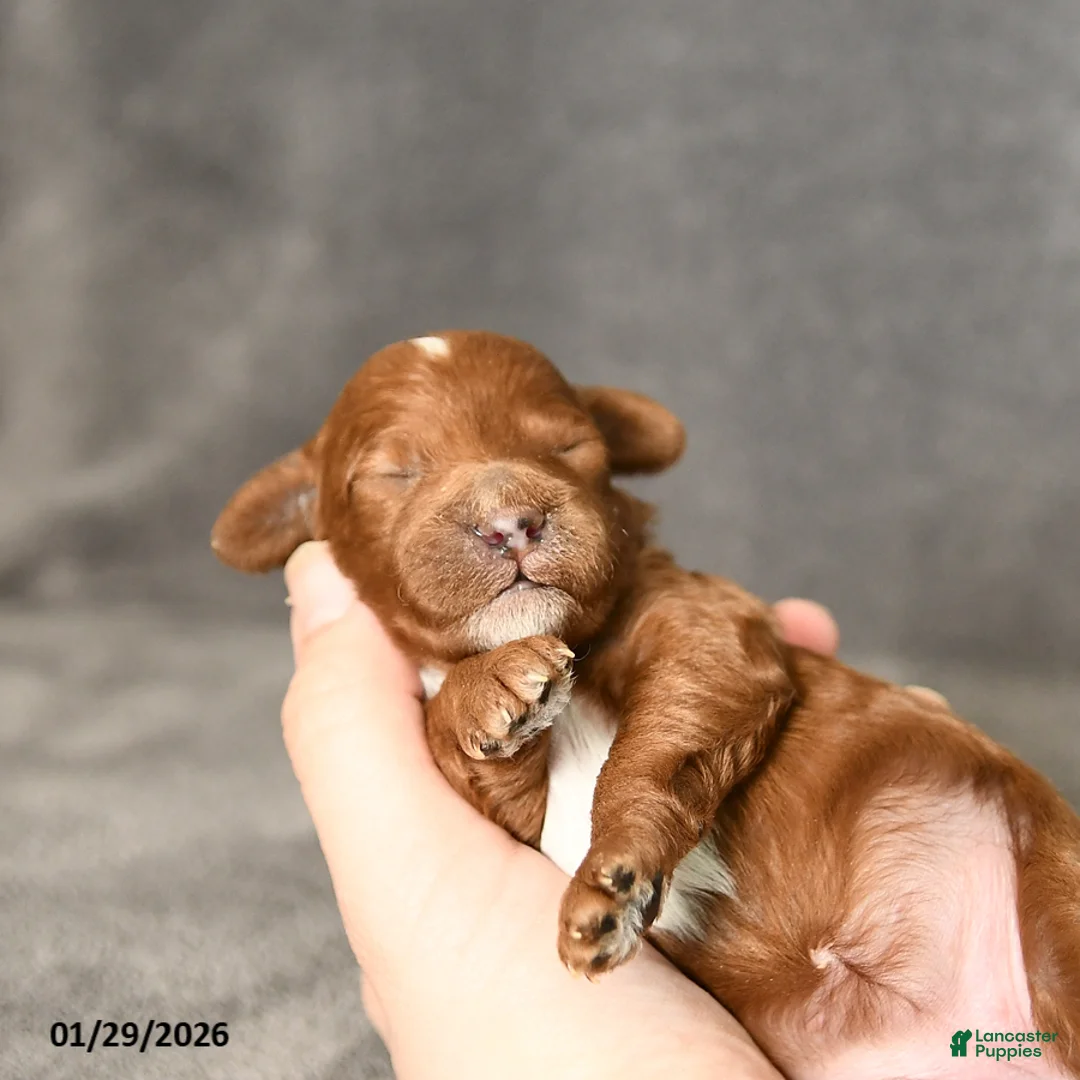 Toy Poodle dogs for sale: Joy - Ad 3