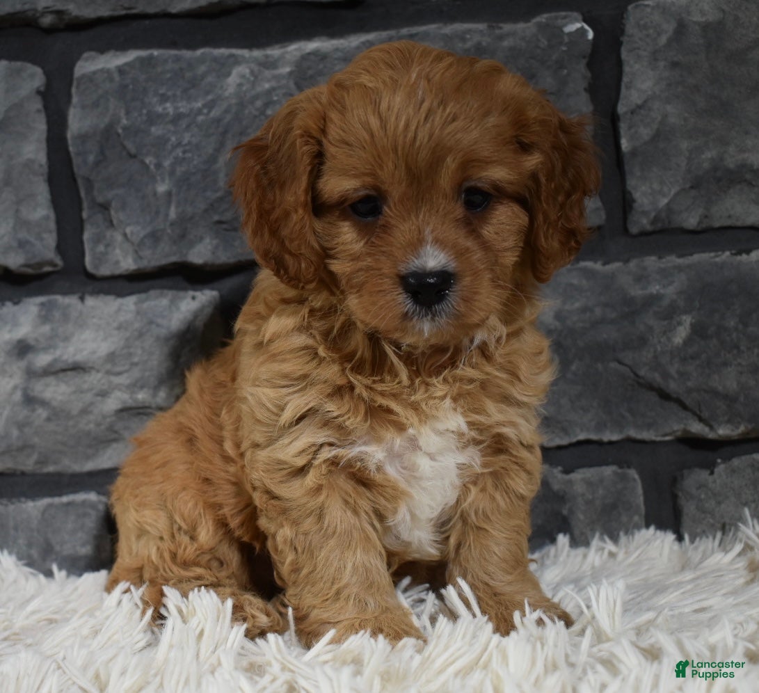 Cavapoo dogs Sammy - Ad 1