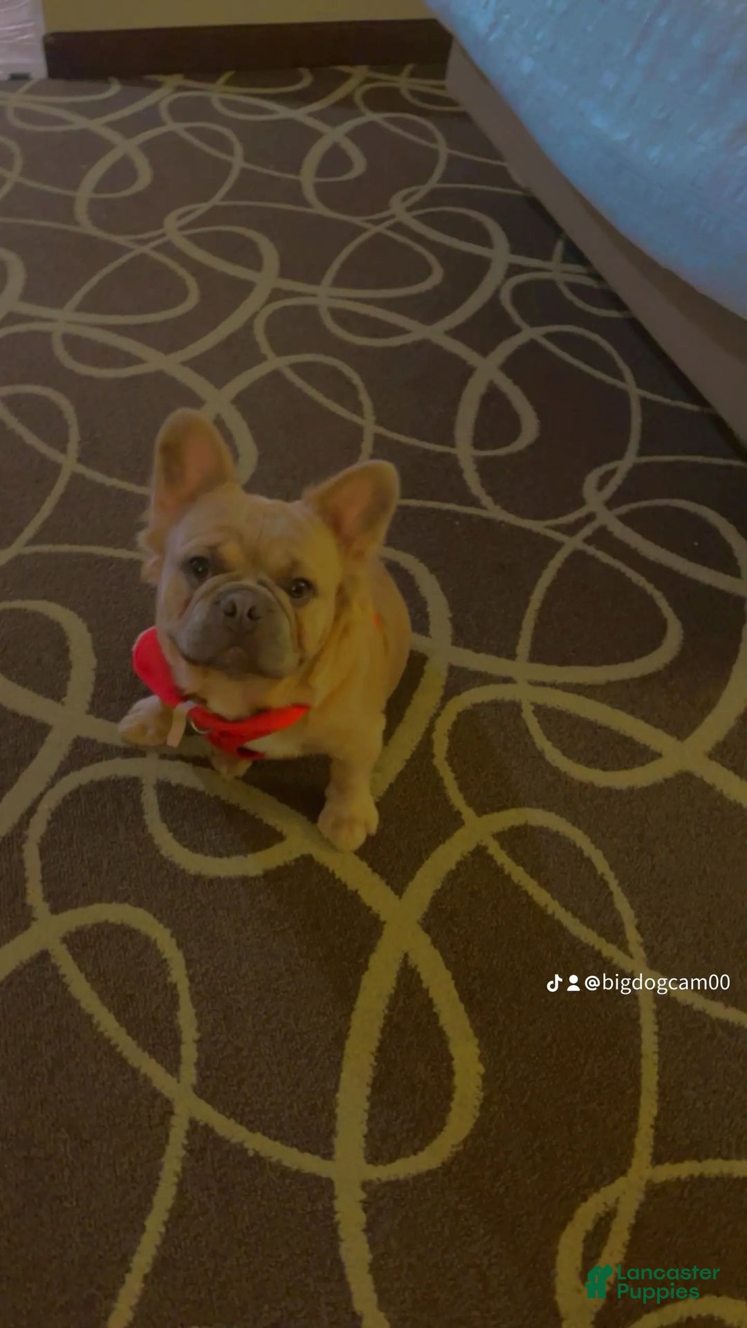 French Bulldog dogs for stud: Elite Fluffy French Bulldog Stud – SOSA (AKC) - Ad 5