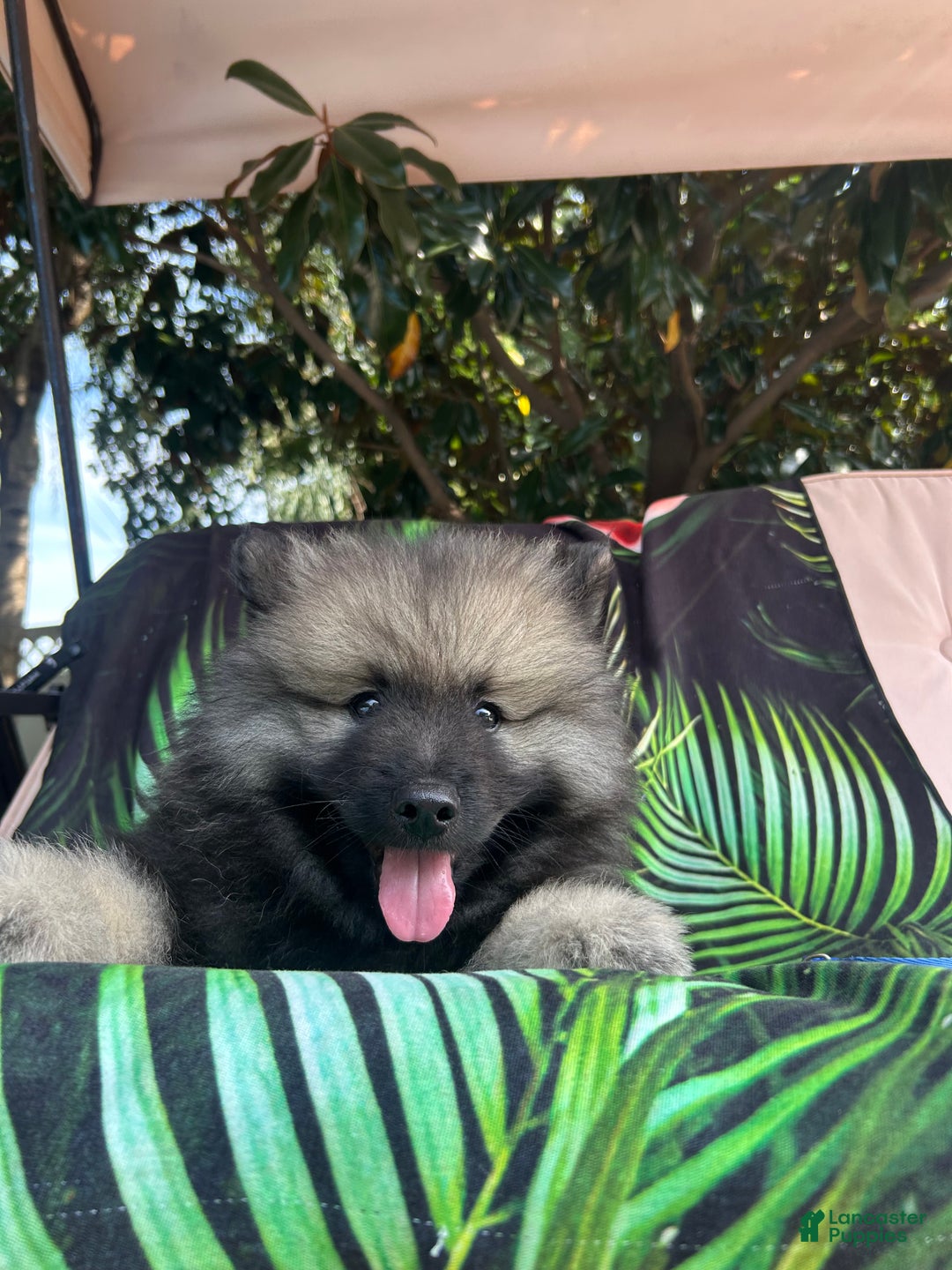 Keeshond dogs for sale: Archi - Ad 2
