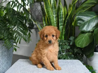 Mini Goldendoodle dogs for sale: Blossom - Ad 1