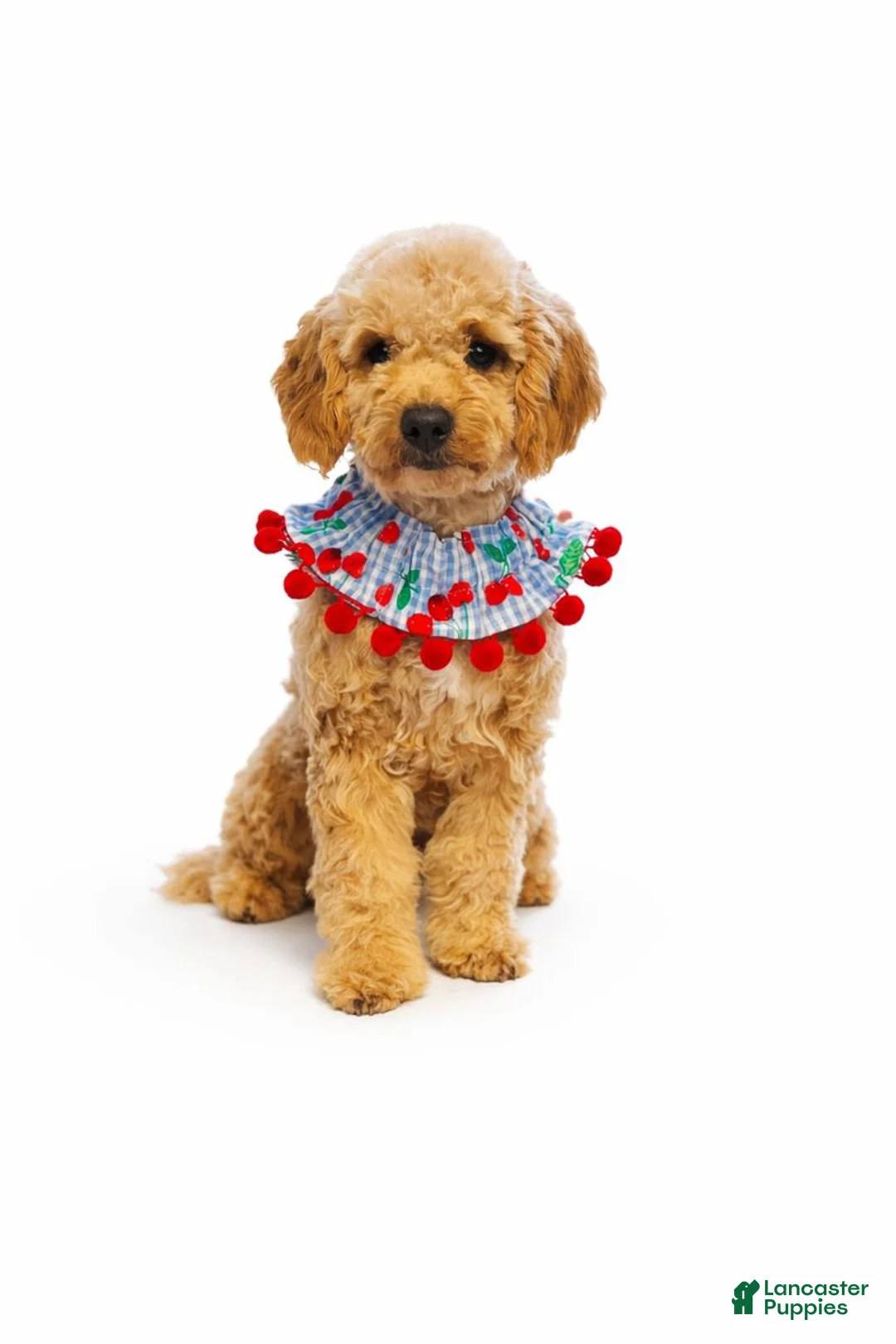 Mini Goldendoodle dogs for sale: Clay - Petite Size - Ad 2